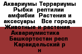 Аквариумы.Террариумы.Рыбки, рептилии, амфибии. Растения и аксесуары - Все города Животные и растения » Аквариумистика   . Башкортостан респ.,Караидельский р-н